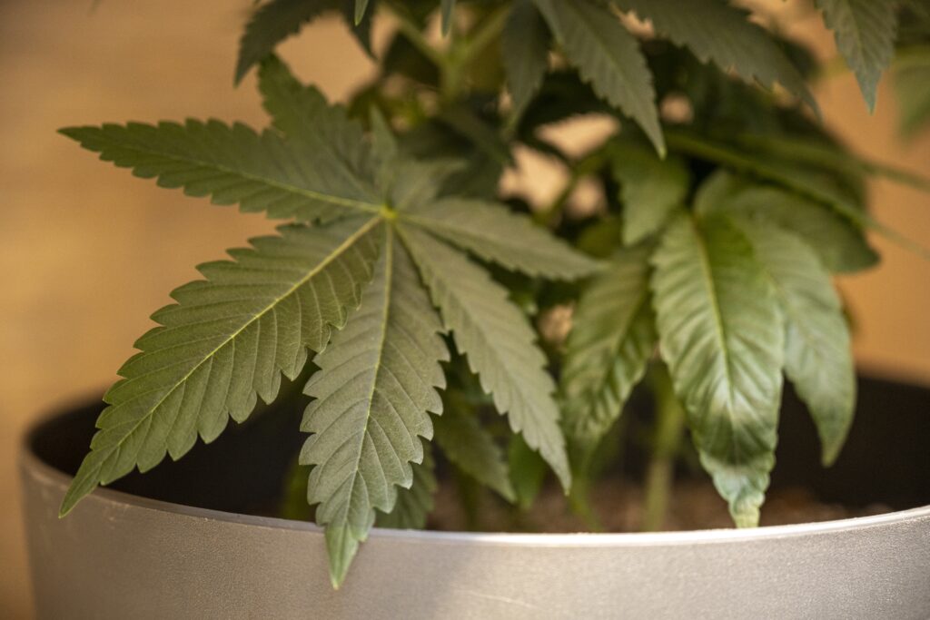Marijuana Plant