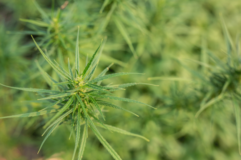 Marijuana Plant